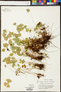 Marsilea vestita image