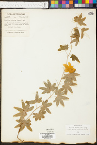 Lygodium palmatum image