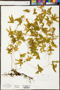 Lygodium palmatum image