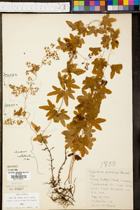 Lygodium palmatum image