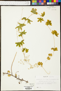 Lygodium palmatum image