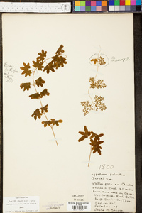 Lygodium palmatum image