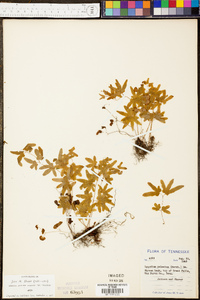 Lygodium palmatum image