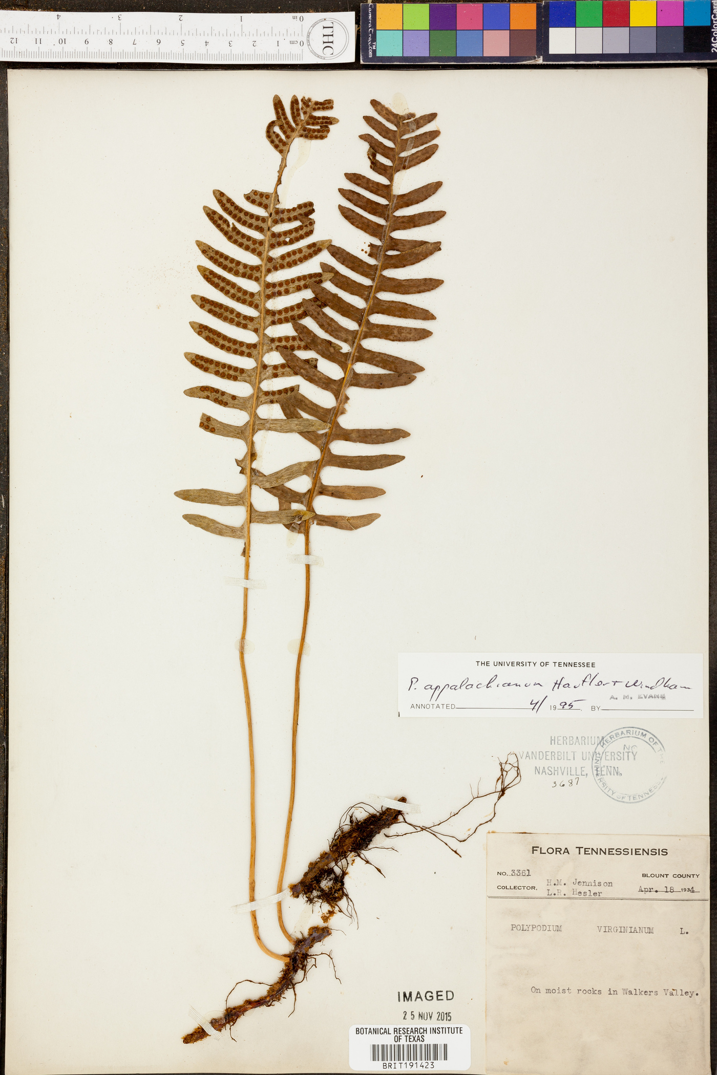 Polypodium appalachianum image