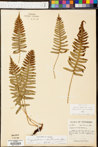 Polypodium appalachianum image