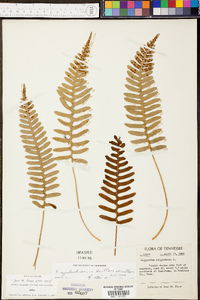 Polypodium appalachianum image