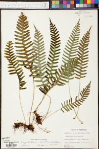 Polypodium appalachianum image