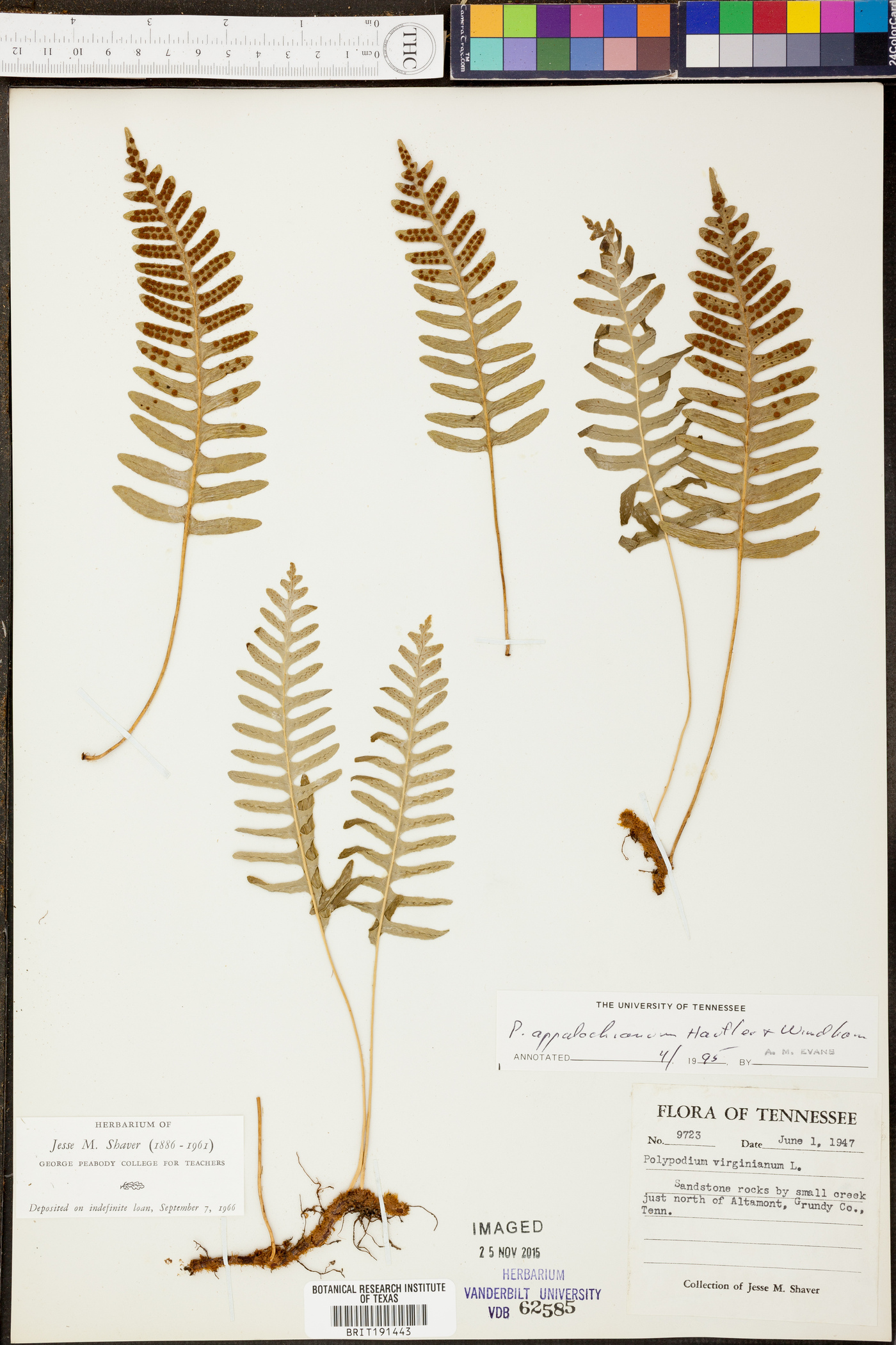 Polypodium appalachianum image