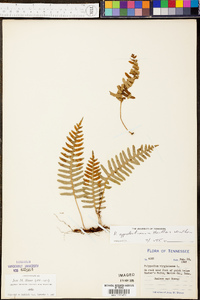 Polypodium appalachianum image