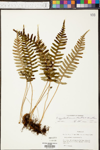 Polypodium appalachianum image