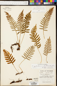 Polypodium appalachianum image