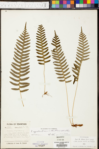 Polypodium appalachianum image