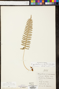 Polypodium appalachianum image