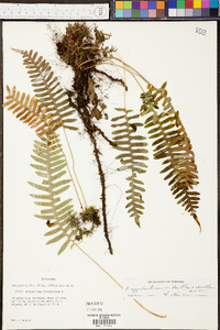 Polypodium appalachianum image