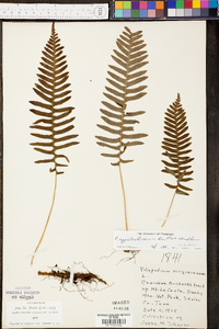 Polypodium appalachianum image