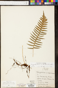 Polypodium appalachianum image