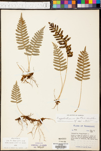 Polypodium appalachianum image