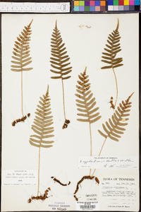 Polypodium appalachianum image