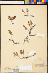 Polypodium polypodioides image