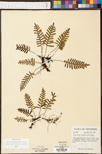 Polypodium polypodioides image