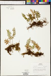 Polypodium polypodioides image