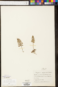 Polypodium polypodioides image