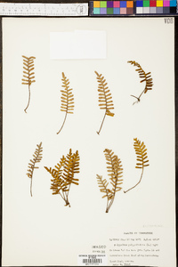 Polypodium polypodioides image