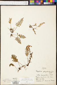 Polypodium polypodioides image