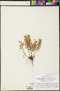 Polypodium polypodioides image