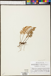 Polypodium polypodioides image