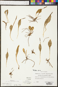 Ophioglossum engelmannii image