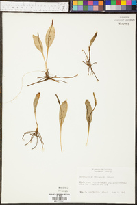 Ophioglossum engelmannii image