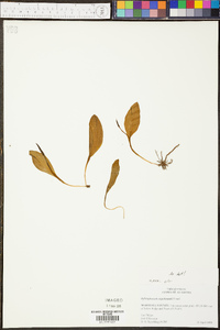 Ophioglossum engelmannii image