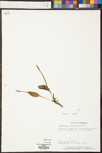 Ophioglossum engelmannii image