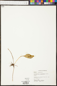 Ophioglossum engelmannii image