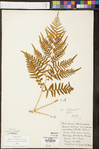 Pteridium aquilinum var. latiusculum image