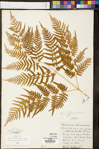 Pteridium aquilinum var. latiusculum image