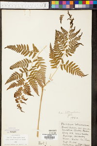 Pteridium aquilinum var. latiusculum image