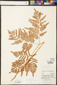 Pteridium aquilinum var. latiusculum image