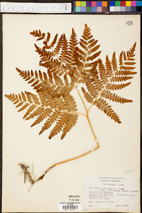 Pteridium aquilinum var. latiusculum image