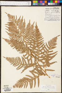 Pteridium aquilinum var. latiusculum image