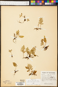 Polypodium polypodioides image