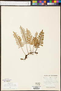 Polypodium polypodioides image