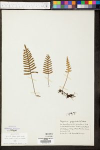 Polypodium polypodioides image