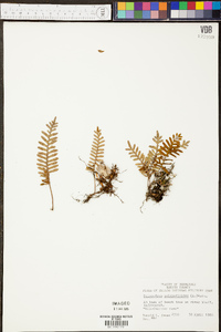 Polypodium polypodioides image