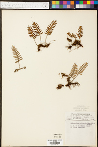 Polypodium polypodioides image