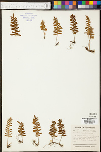 Polypodium polypodioides image