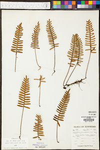 Polypodium polypodioides image