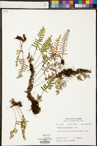 Polypodium polypodioides image