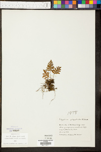 Polypodium polypodioides image